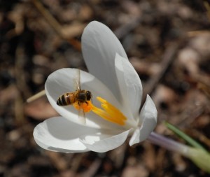 Bee on Crocus