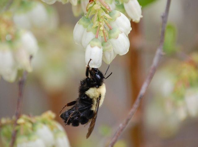 Bee on Blueberry Blossom