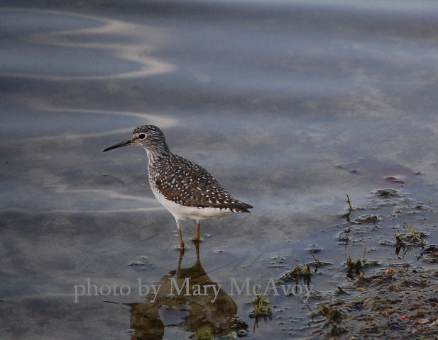 Shorebird