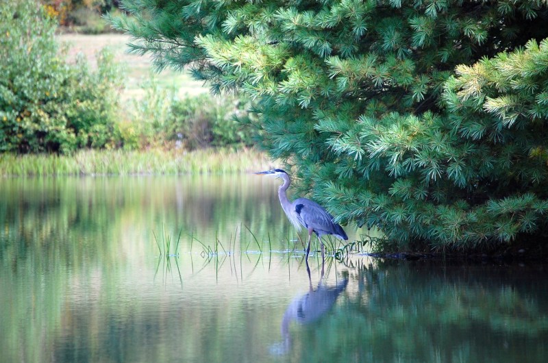 Heron in the Pines copy