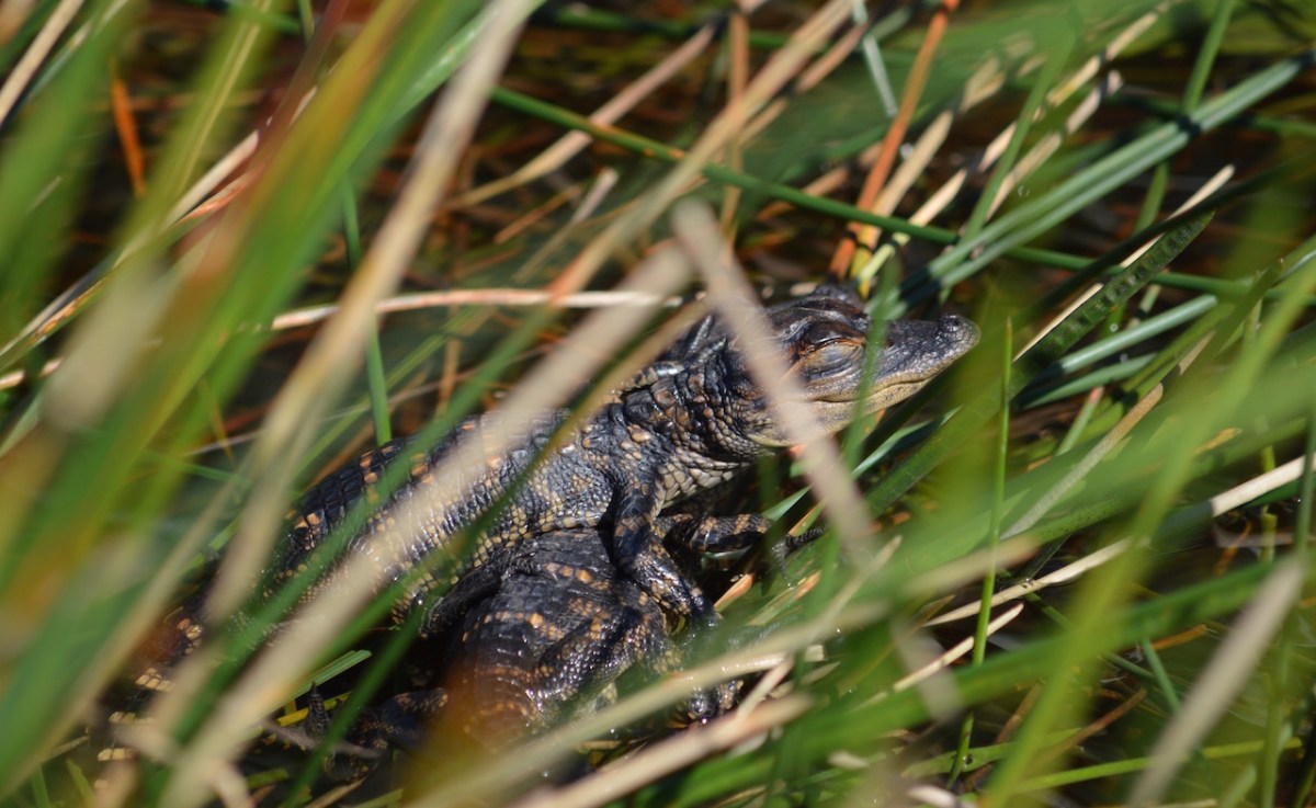 baby-alligators-Everglades