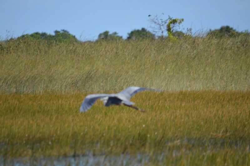 out-of-focus-image-of-great-blue-heron