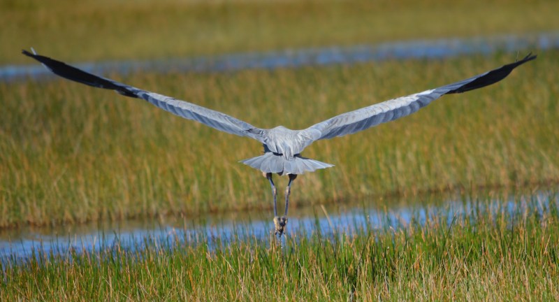 wing-span-great-blue-heron