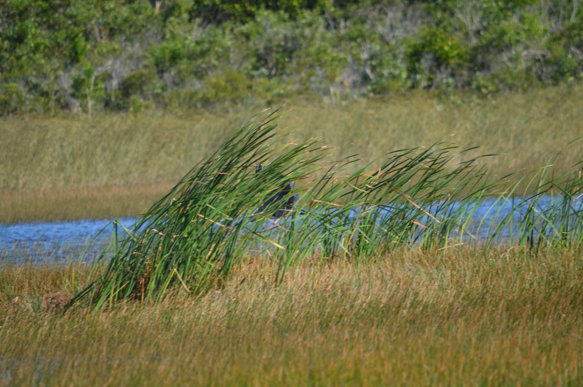 great-blue-heron-obstructed-by-grasses