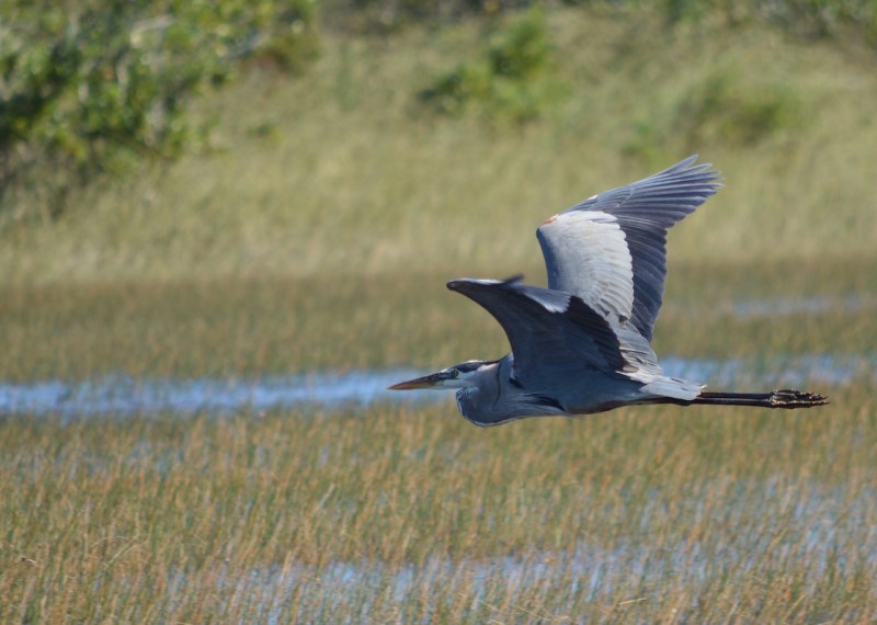 great-blue-heron-in-flight-mary-mcavoy
