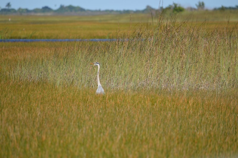 great-blue-heron-in-everglades