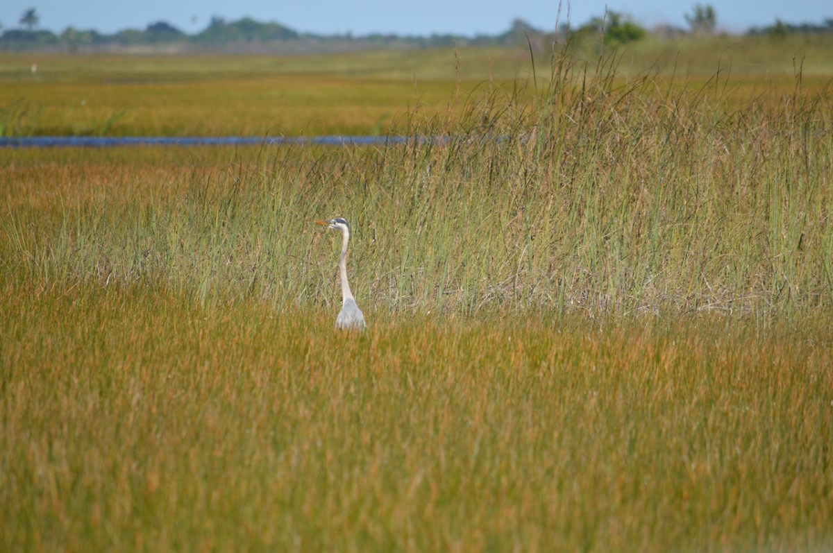 great-blue-heron-in-everglades