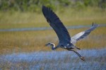 great-blue-heron-close-up-taking-off-in-the-everglades