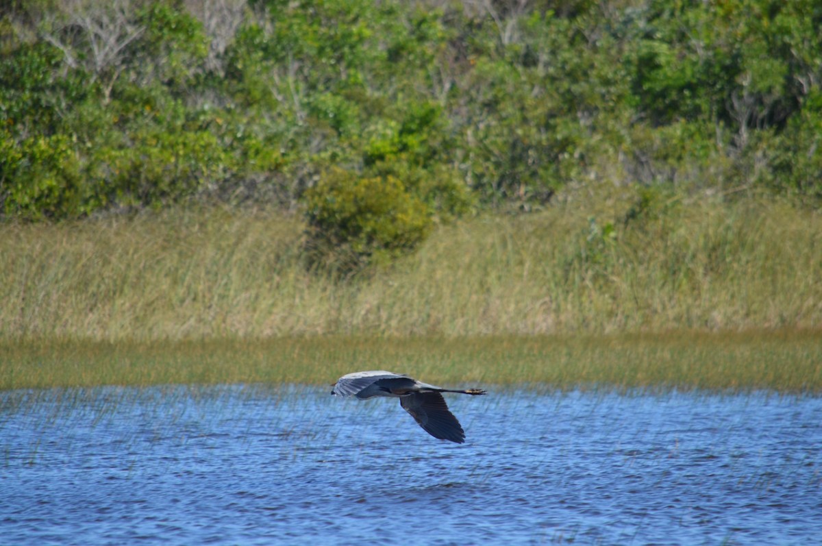 wing-obstructs-head-of-great-blue-heron