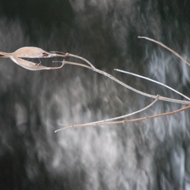 seed-pod-in-winter-setting