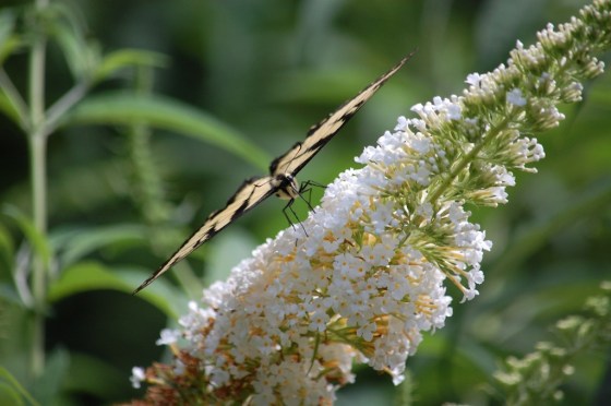 Eastern Tiger Swallowtail in Balance