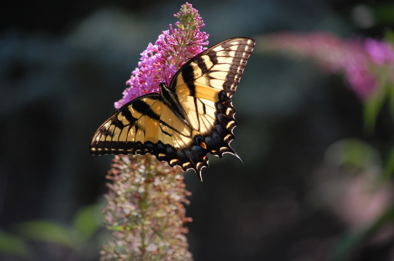 Female Eastern Tiger Swallowtail Photo by Mary McAvoy