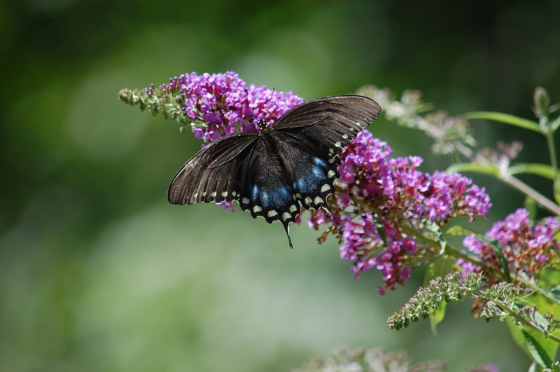 Spicebush Swallowtail - similar to black female Eastern Tiger Swallowtail Photo by Mary McAvoy