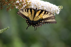 Two Eastern Tiger Swallowtails - facing is female Photo by Mary McAvoy