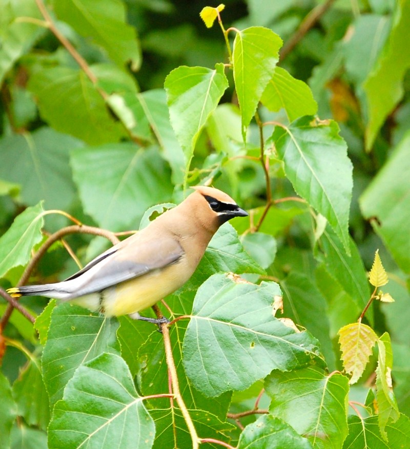 Cedar Waxwing