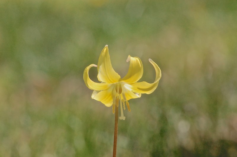 dogs-tooth violet