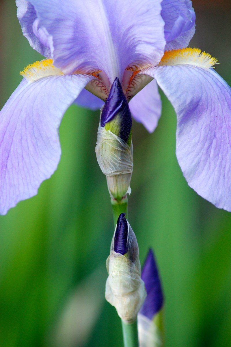 lavender iris