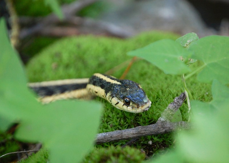 Garter Snake