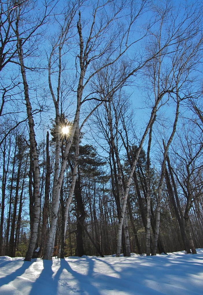 Sun burst through Birch Trees