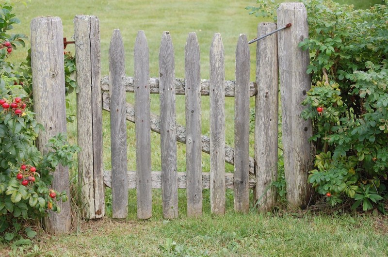 Gate in Rose Hedge