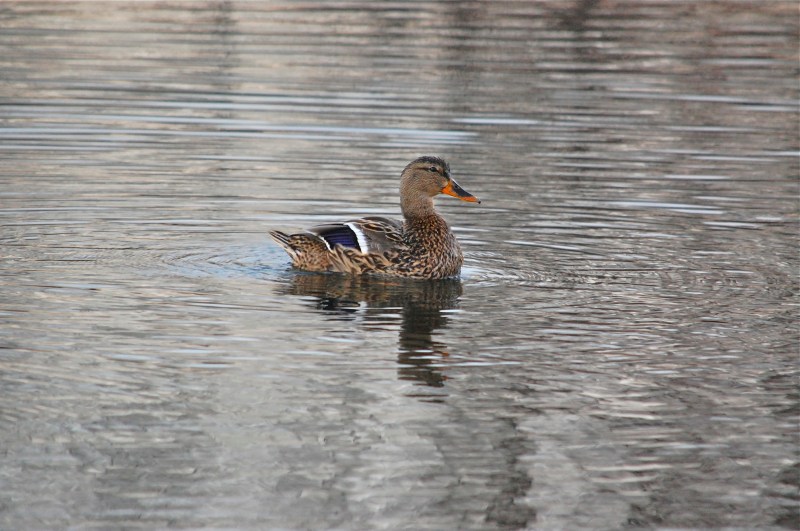 mallard-female