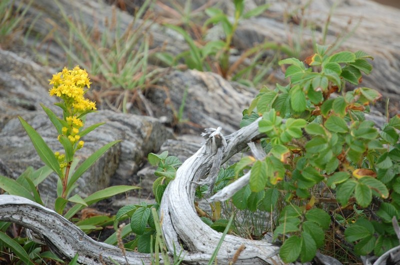 drift wood and yellow flowers