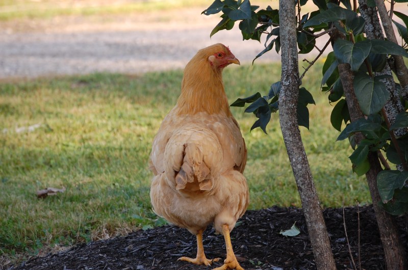friend's farm hen