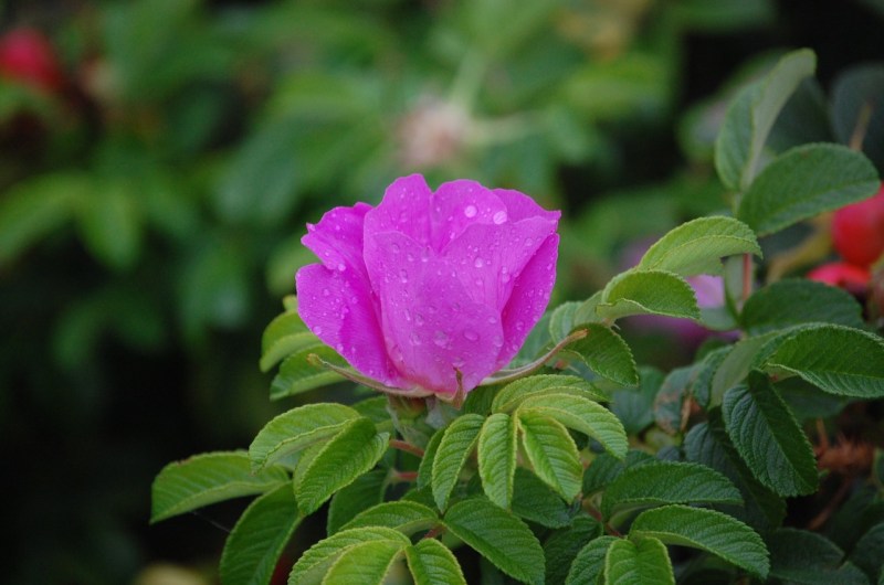 ocean rose with rain droplets