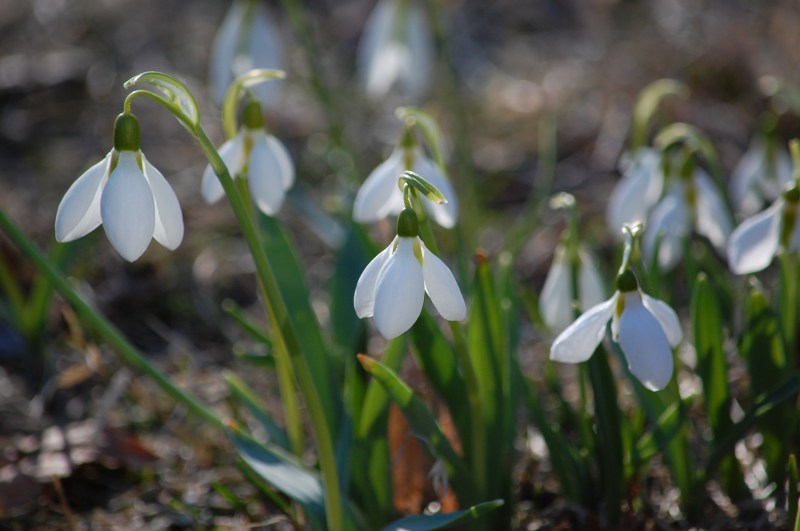 snowdrops - signs of spring
