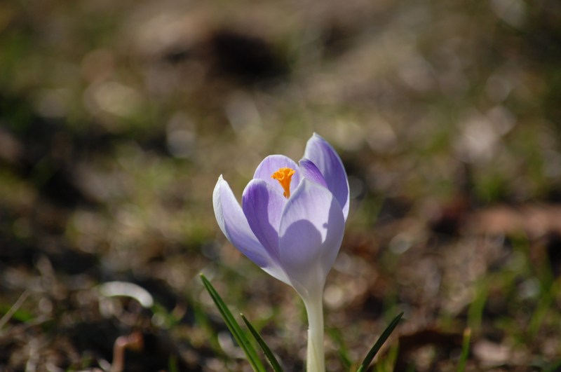spring crocus 2014