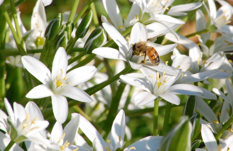 bee-on-star-of-bethelehem-flower