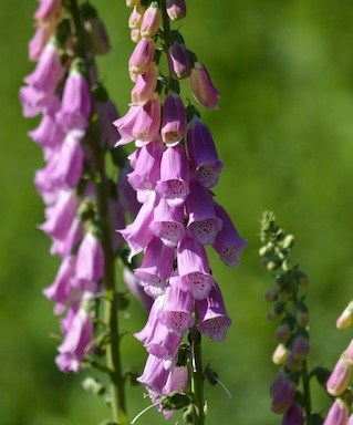 pink foxglove digitalis