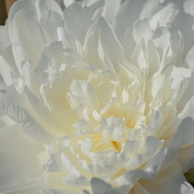 white peony up close