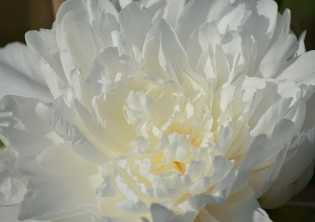 white peony up close at Stevens-Coolidge Place