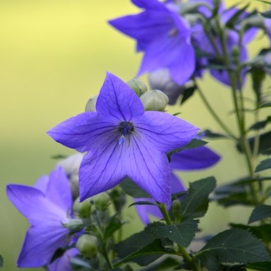 The balloon flower or bellflower or Platycodon grandiflorus, by any name is so beautiful.