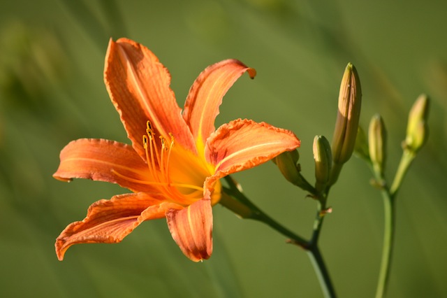 tiger lily blossom