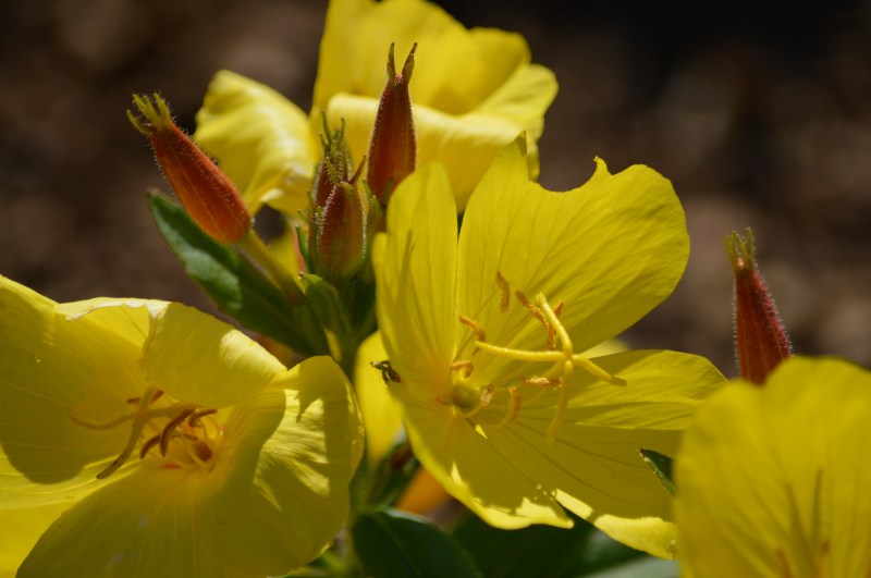 yellow primrose with red buds
