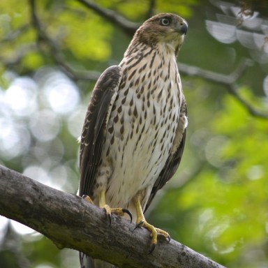 juvenile Coopers Hawk perched on a branck