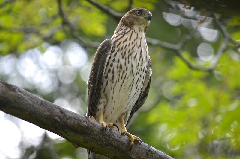 juvenile Coopers Hawk perched on a branck