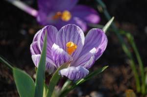 lavender-crocus
