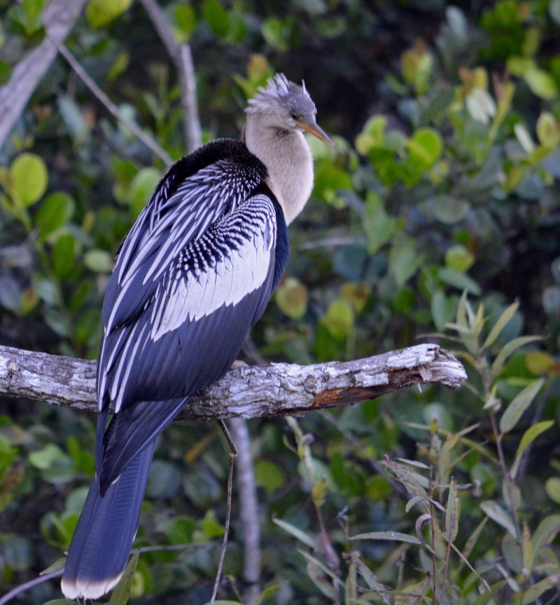 black and white feathers of the anhinga bird