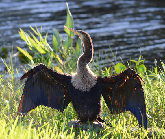 anhinga bird drying feathers in shore grass