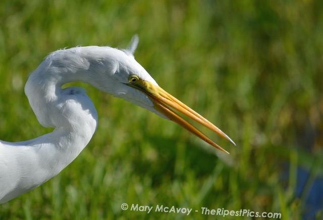 white-egret-yellow-beek-yellow-eye