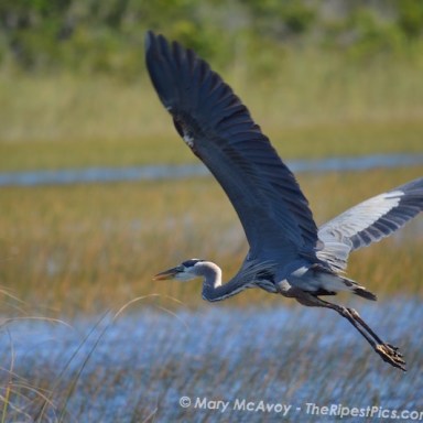 great-blue-heron-in-everglades