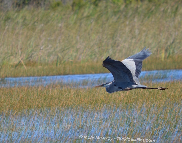 great blue heron flying over everglades