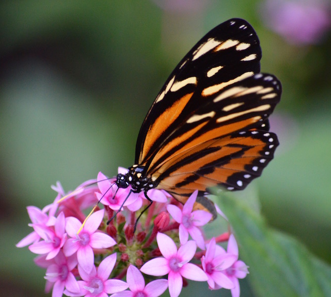 Isabella's Longwing butterfly - orange, black and cream colored wings with black body with white polkadots.
