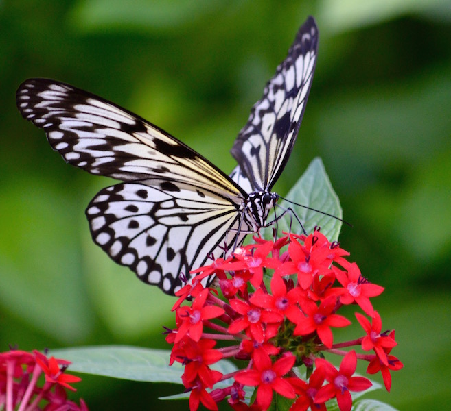 paper kite butterfly on red blossom