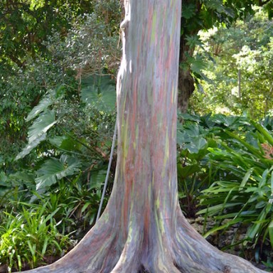 rainbow eucalyptus tree trunk by mary mcavoy