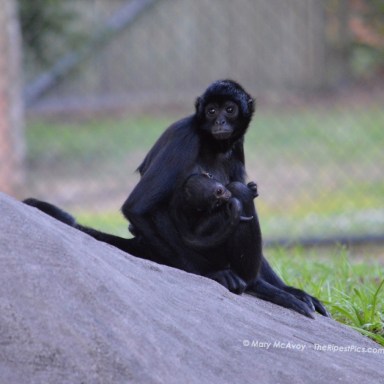 Spider-Monkey-parent-baby-by-mary-mcavoy-ZooMiami