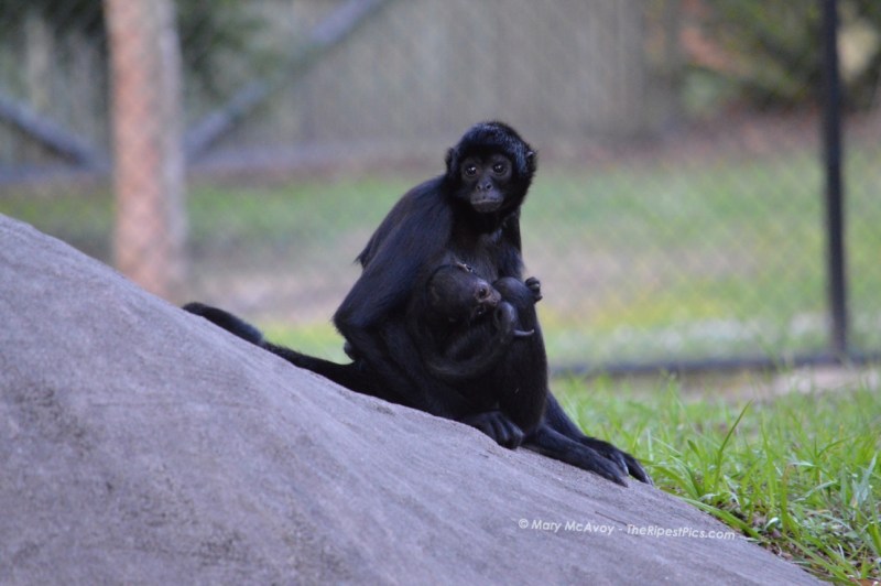 Spider-Monkey-parent-baby-by-mary-mcavoy-ZooMiami